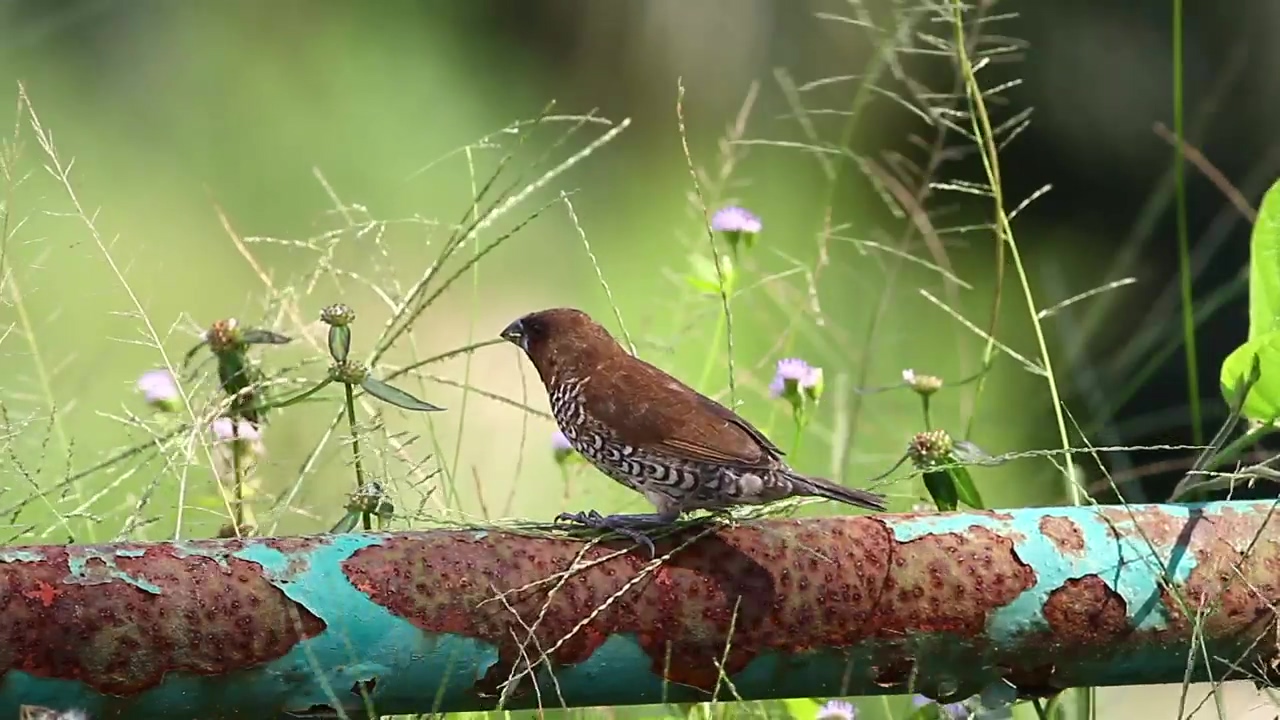 Bird on a rusted pipe, bird and rustic