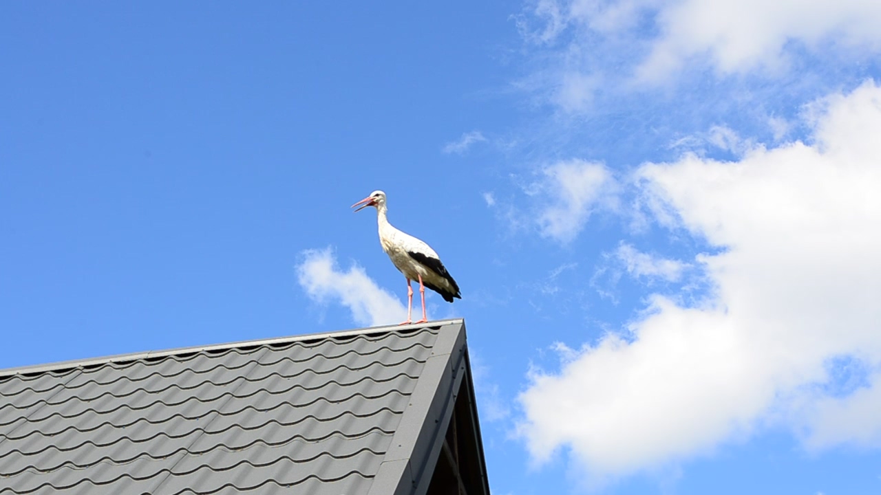 Bird perched on the roof of a house, wildlife, bird, and wild