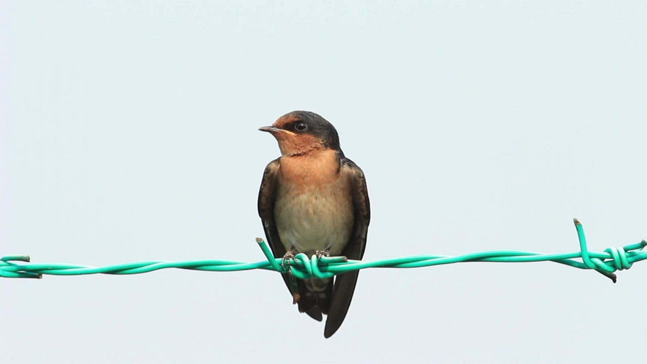 Bird resting on metal wire, nature, bird, and brown