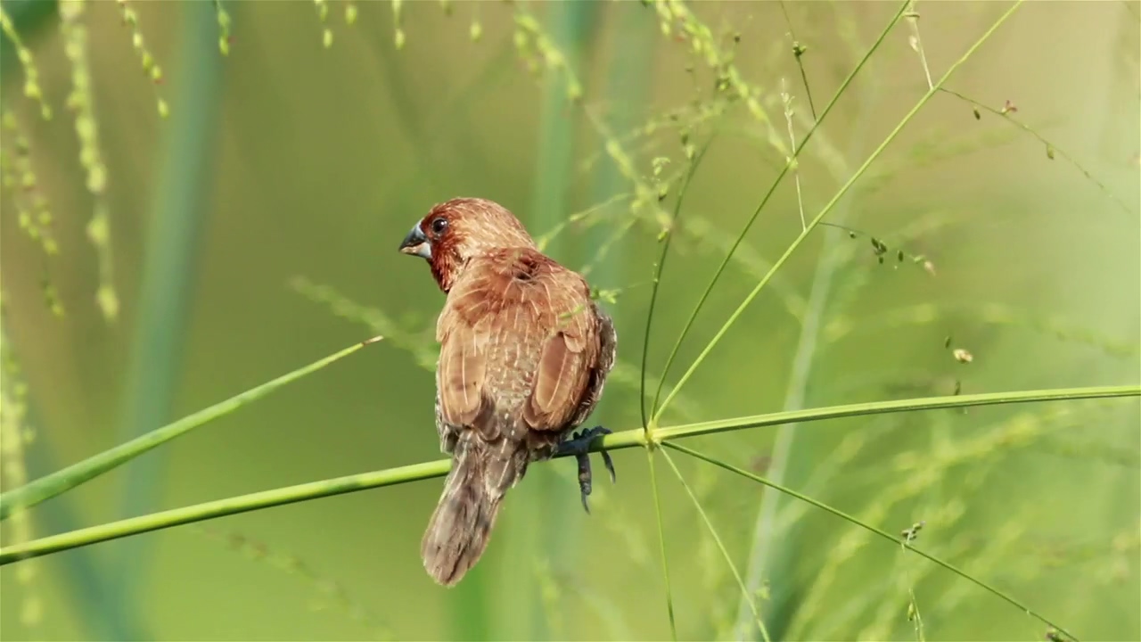 Bird sitting in tall grassland, wildlife, bird, and grass