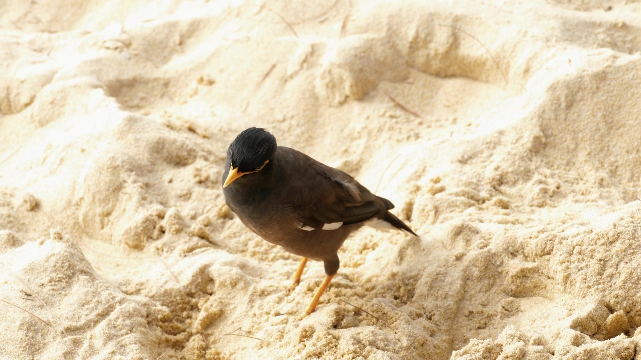 Bird standing in the sand, animal, wildlife, bird, and sand