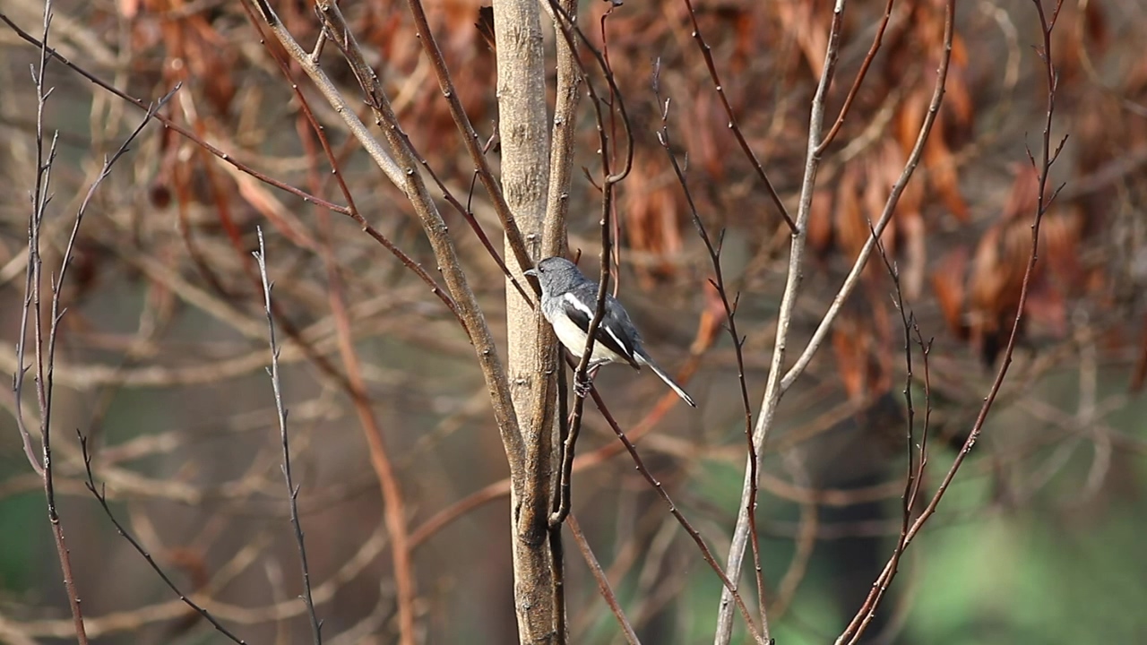 Bird standing in winter woodland, winter and bird