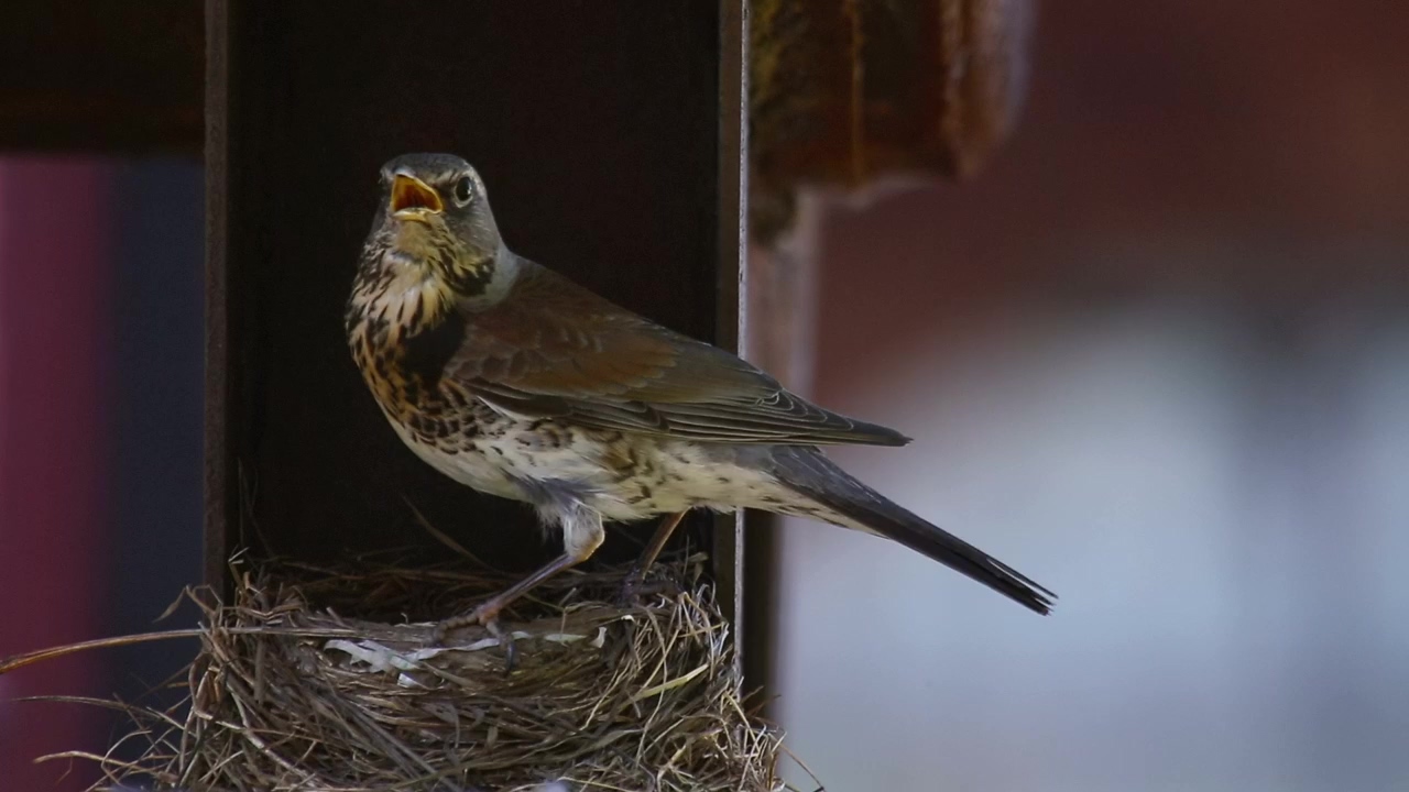 Bird standing on the nest #animal #wildlife #bird