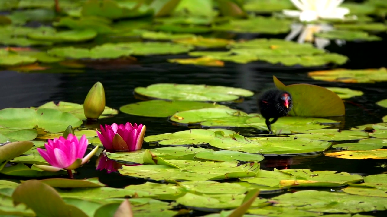 Bird walking on the leaves in the water, nature, wildlife, bird, zoo, wildflowers, and lotus