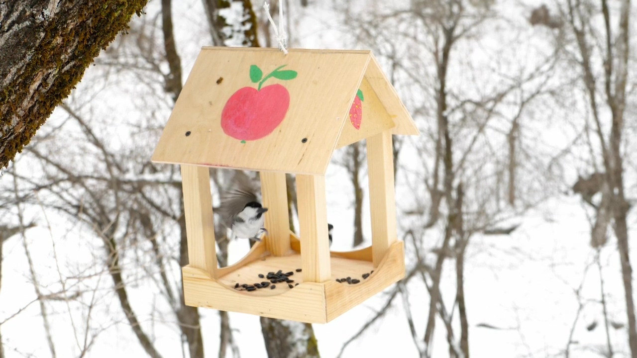 Birds feeding on a snowy day, winter, snow, bird, and bird feeder