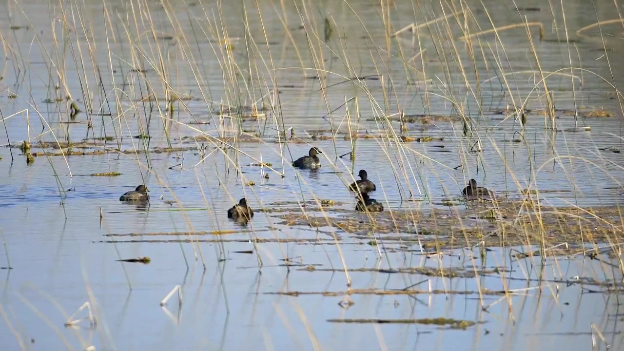 Birds floating on a pond, animal, wildlife, lake, bird, and birds