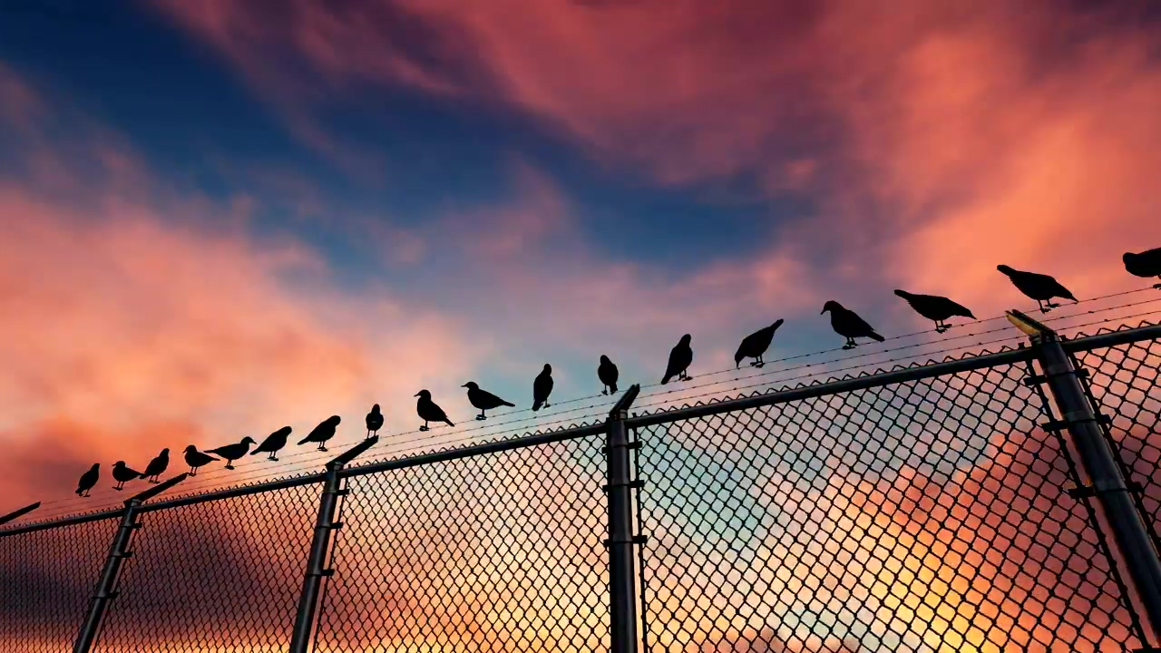 Birds on a wire fence, cloud, silhouette, bird, clouds, and birds