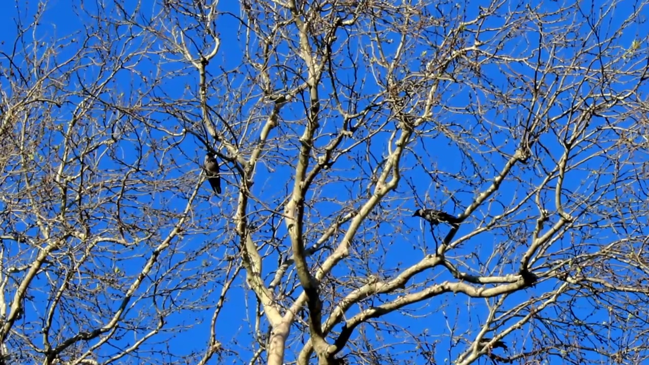 Birds perched on a dry tree on a sunny day #tree #bird #branch #birds