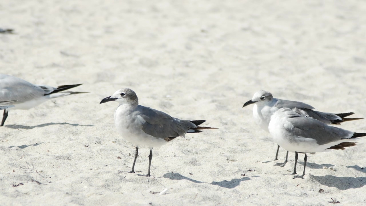 Birds standing on the beach sand, animal, beach, bird, sand, and birds