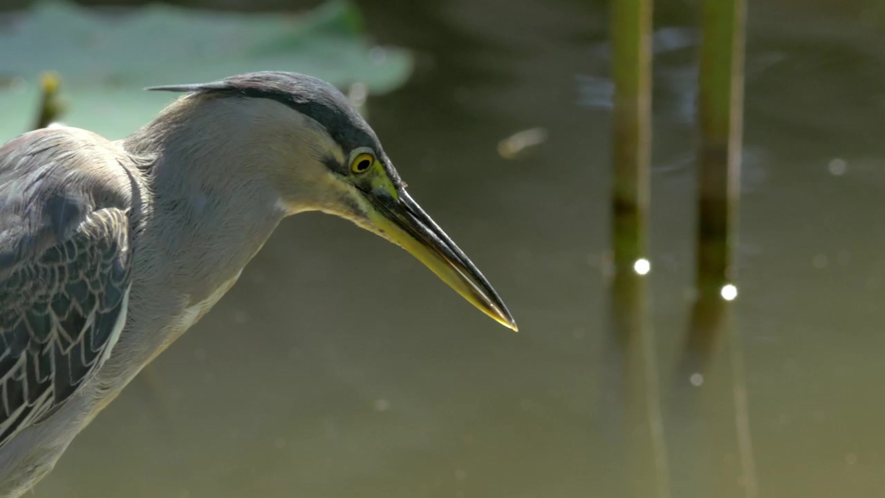 Bittern looking into the water, animal and birds