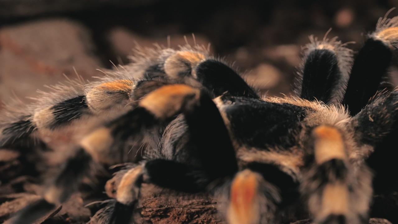 Black and orange tarantula walking in slow motion close up, hairy arachnid in its habitat, mexican orange-kneed tarantula (euathlus smithii)