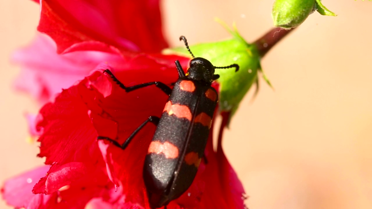Black and red beetle on a red flower, animal, wildlife, flower, and insect