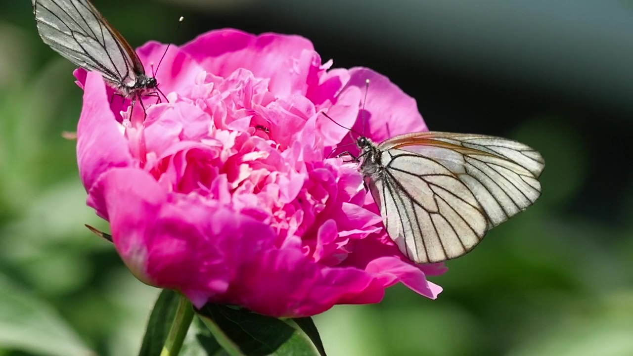 Black and white butterfly on a pink flower, wildlife, flower, plant, and insect