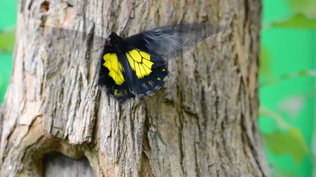 Black and yellow butterfly, insect, bugs, and butterfly