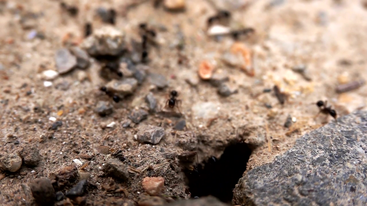 Black ants near its anthill, insect, bugs, and ants