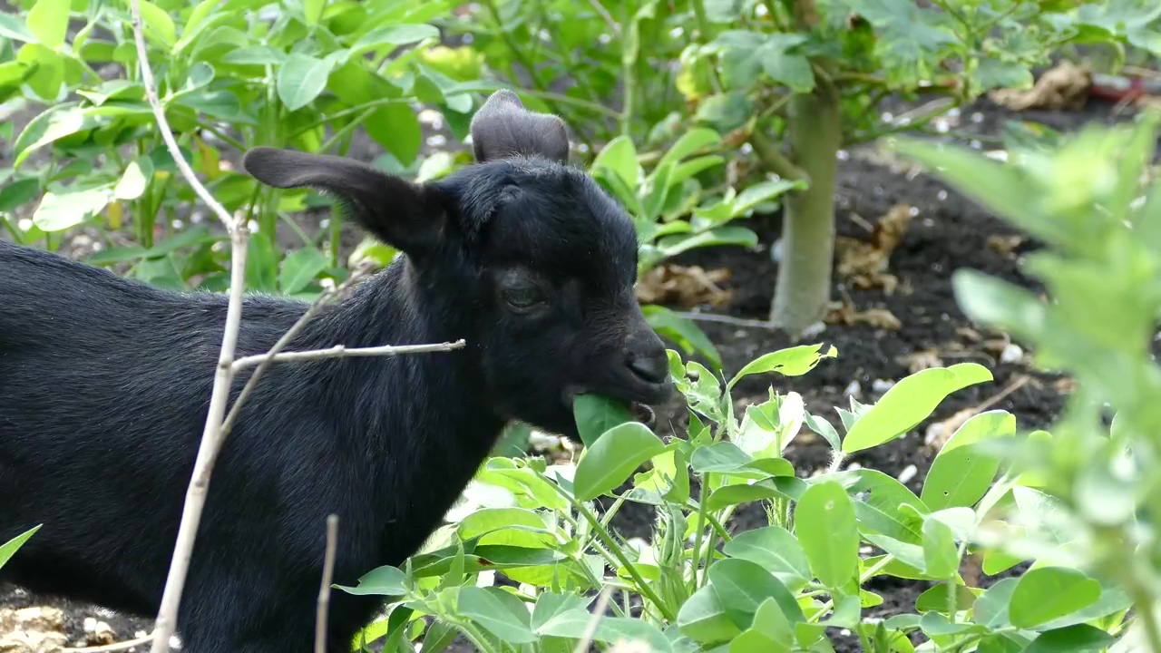 Black baby goat eating leafs, animal, wildlife, eating, and goat