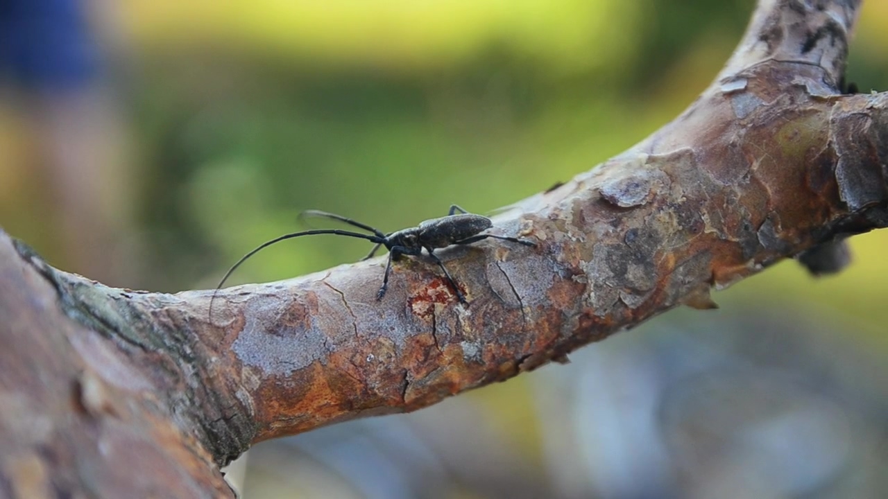 Black bug on a tree, insect, bugs, and glitch
