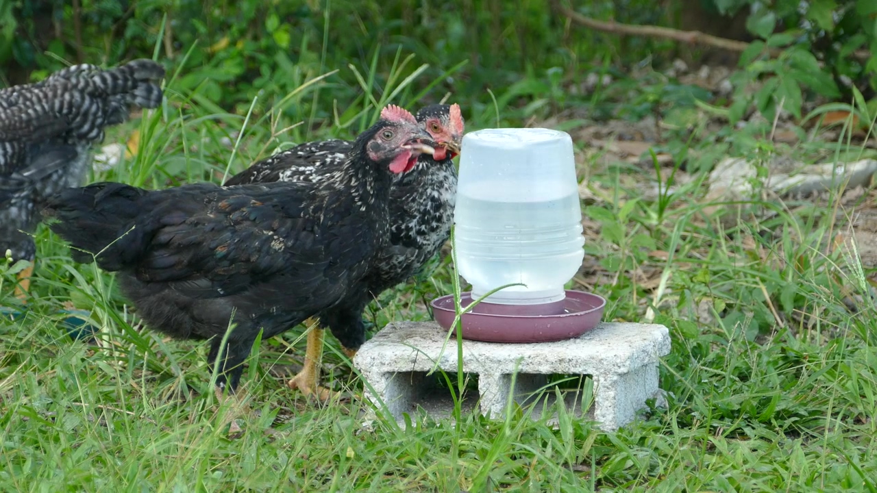 Black chickens drinking water on a farm, countryside, agriculture, farm, and chicken
