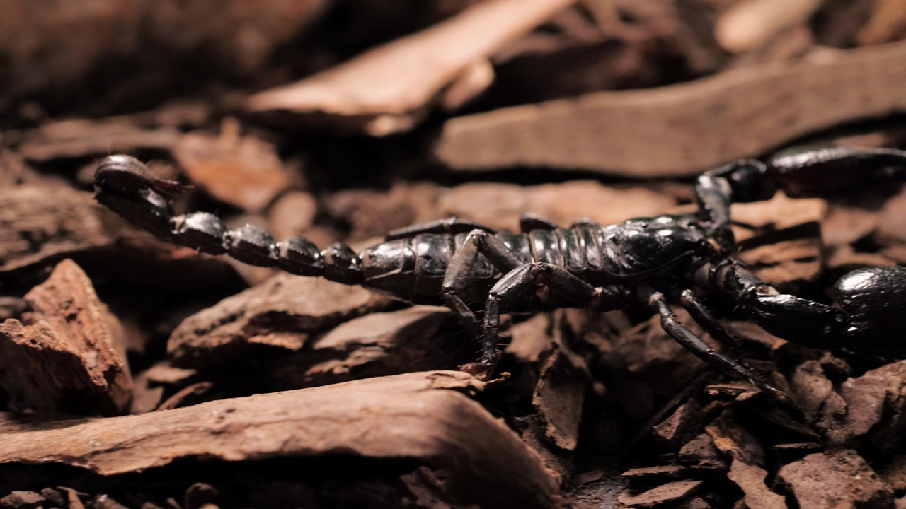 Black scorpion walking on pieces of wood, scorpion, scorpion sting, pincers, animals