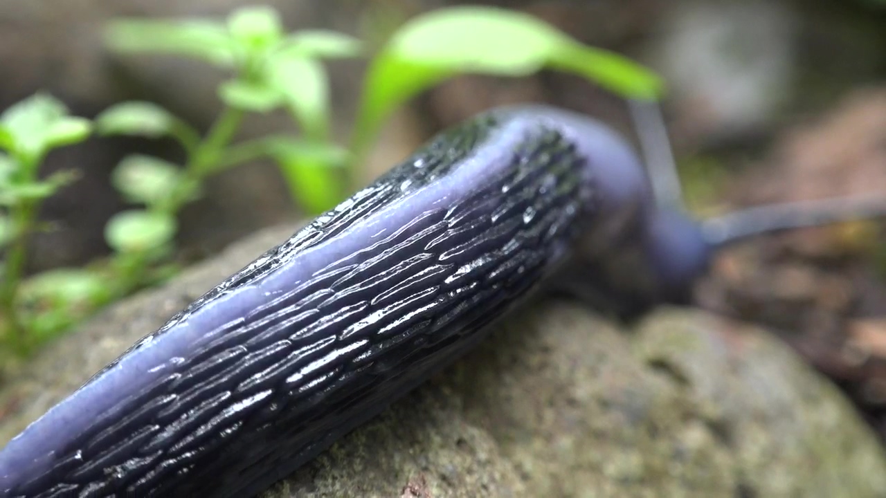 Black slug crawling on a rock, animal, wildlife, rock, and stone