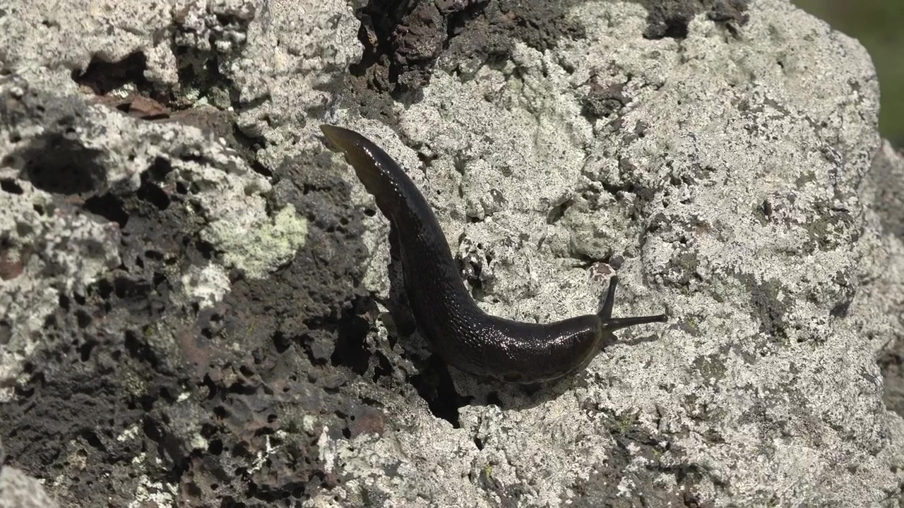 Black slug crawling on a white rock, animal, wildlife, and rock