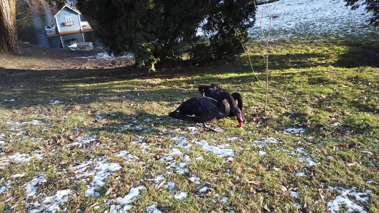 Black swans in a frozen field #winter #field #swan