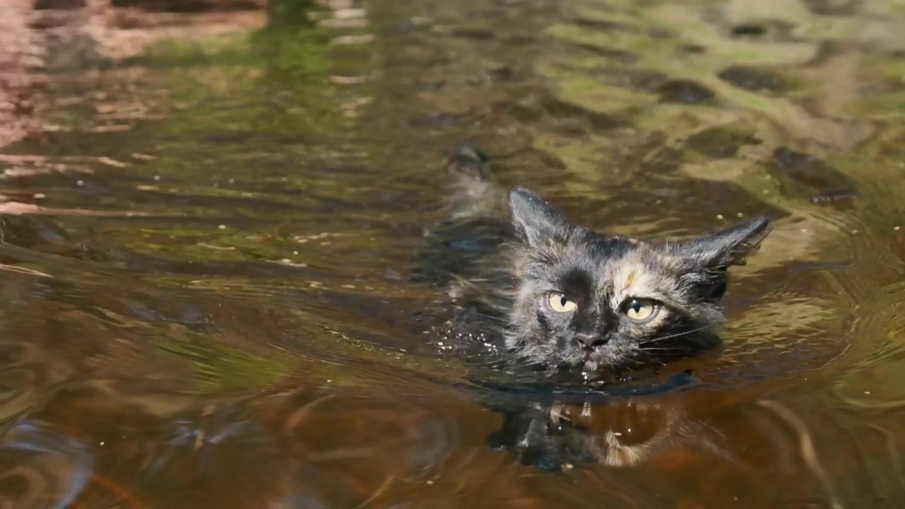 Black wild cat swimming in a river, wildlife, river, wild, cat, and swimming
