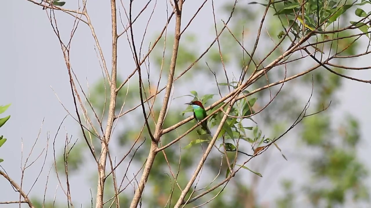 Blue and green bird on a branch, bird and branch