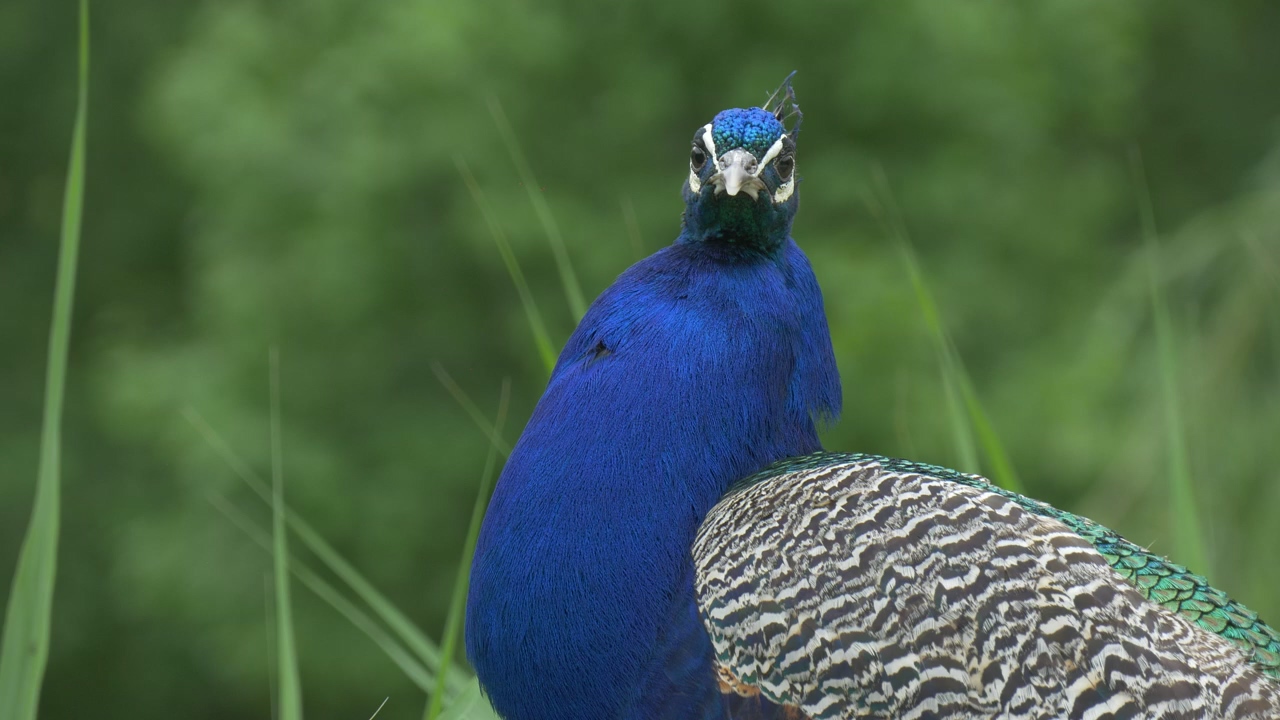 Blue beacock looking around, animal, outdoor, wildlife, bird, and safari