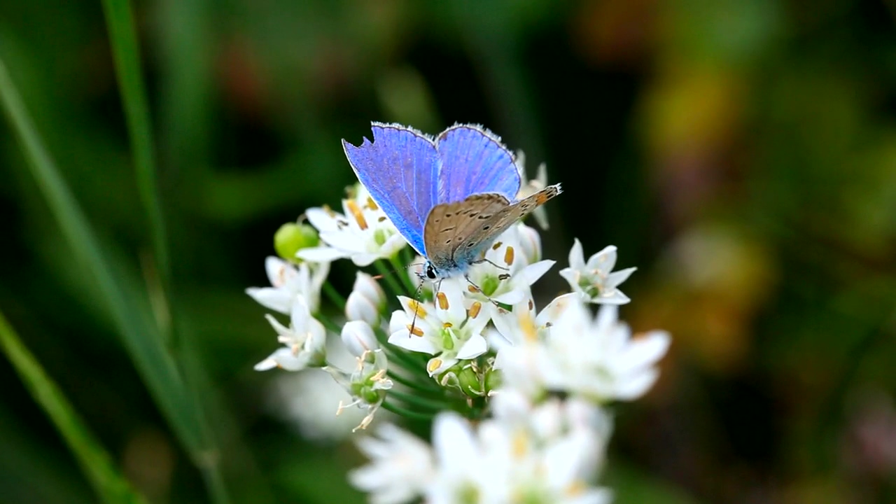 Blue butterfly over white flowers, animal, wildlife, flower, blue, and butterfly