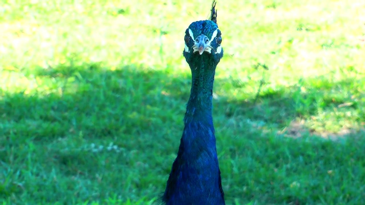 Blue peacock looking around, nature, animal, wildlife, sunny, bird, grass, and peacock