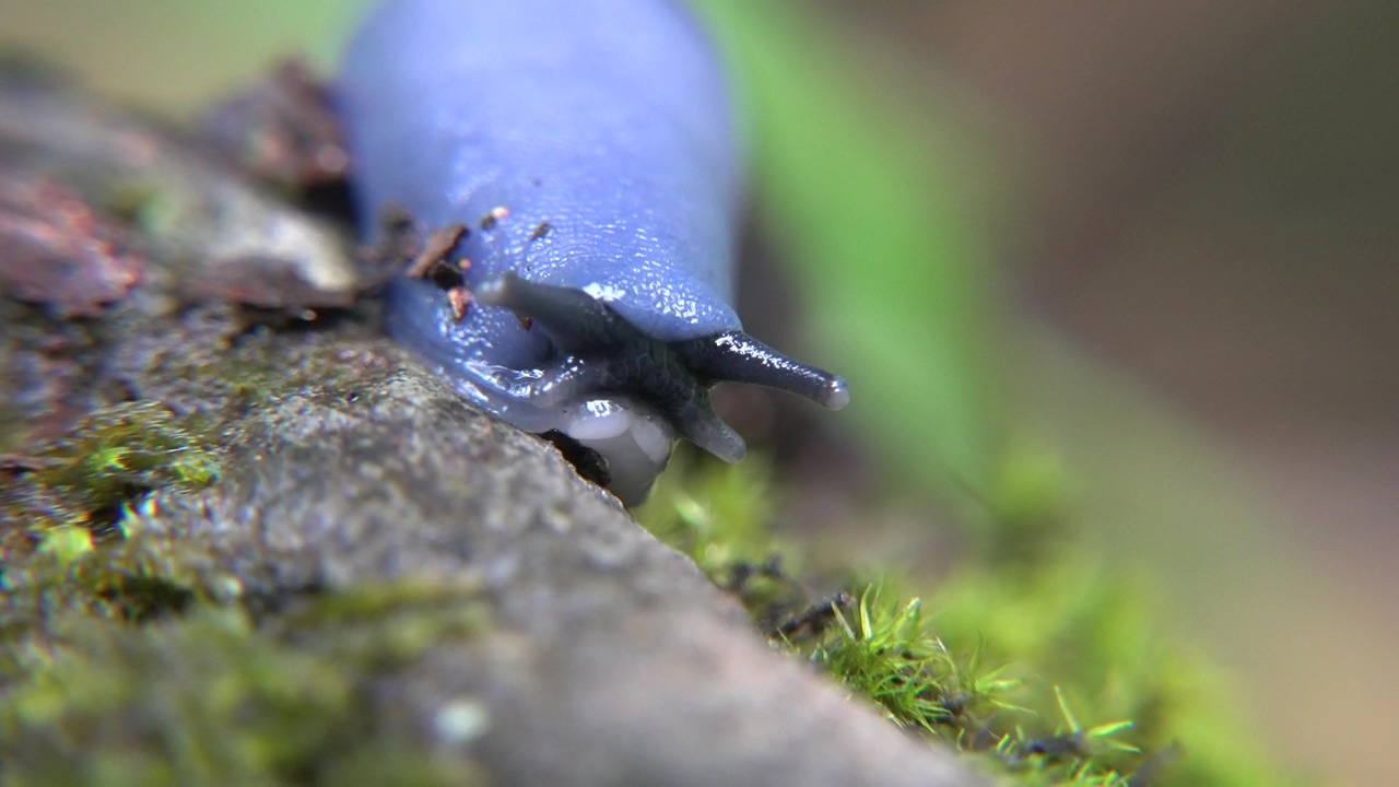 Blue slug head close up, animal, wildlife, and moss
