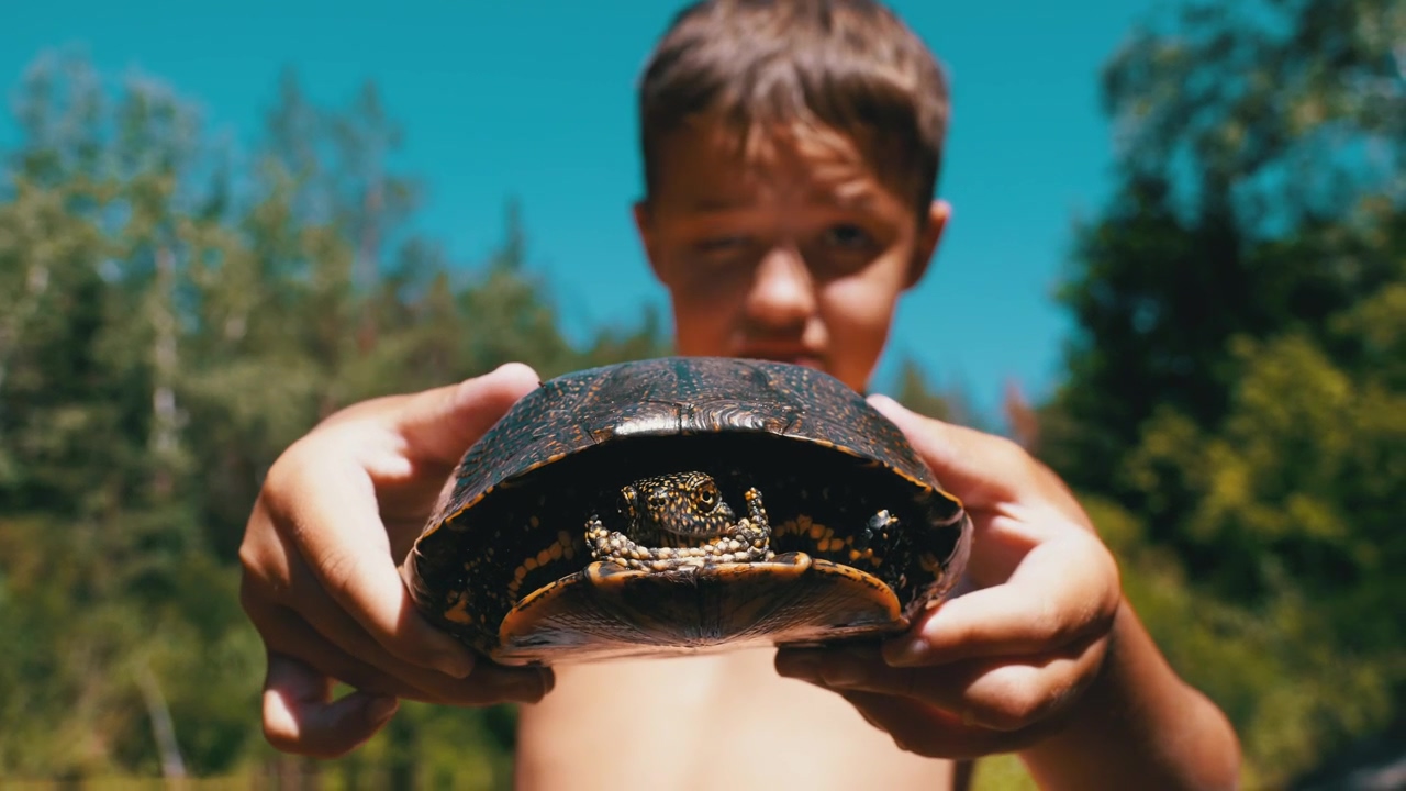 Boy showing a small turtle to the camera, wildlife, vacation, boy, and turtle