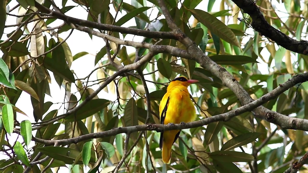 Bright bird in a tropical tree, animal, bird, and color
