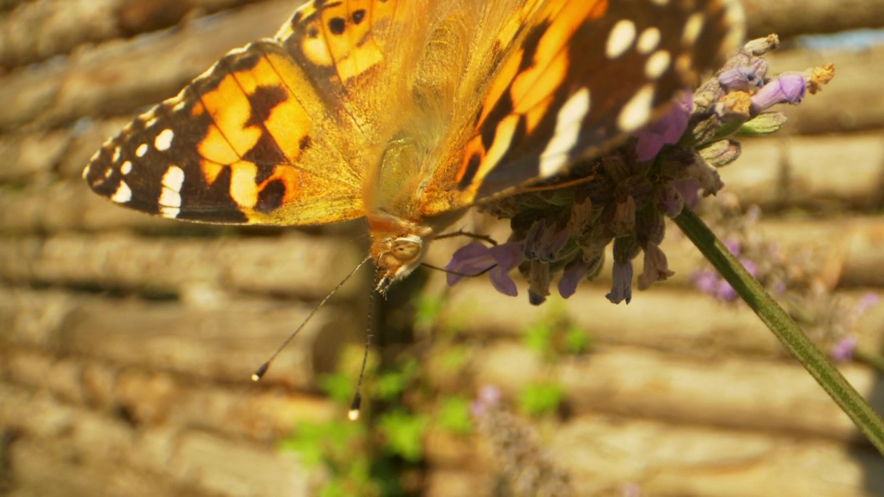 Bright butterfly on a lavender plant, nature, plant, summer, insect, and butterfly