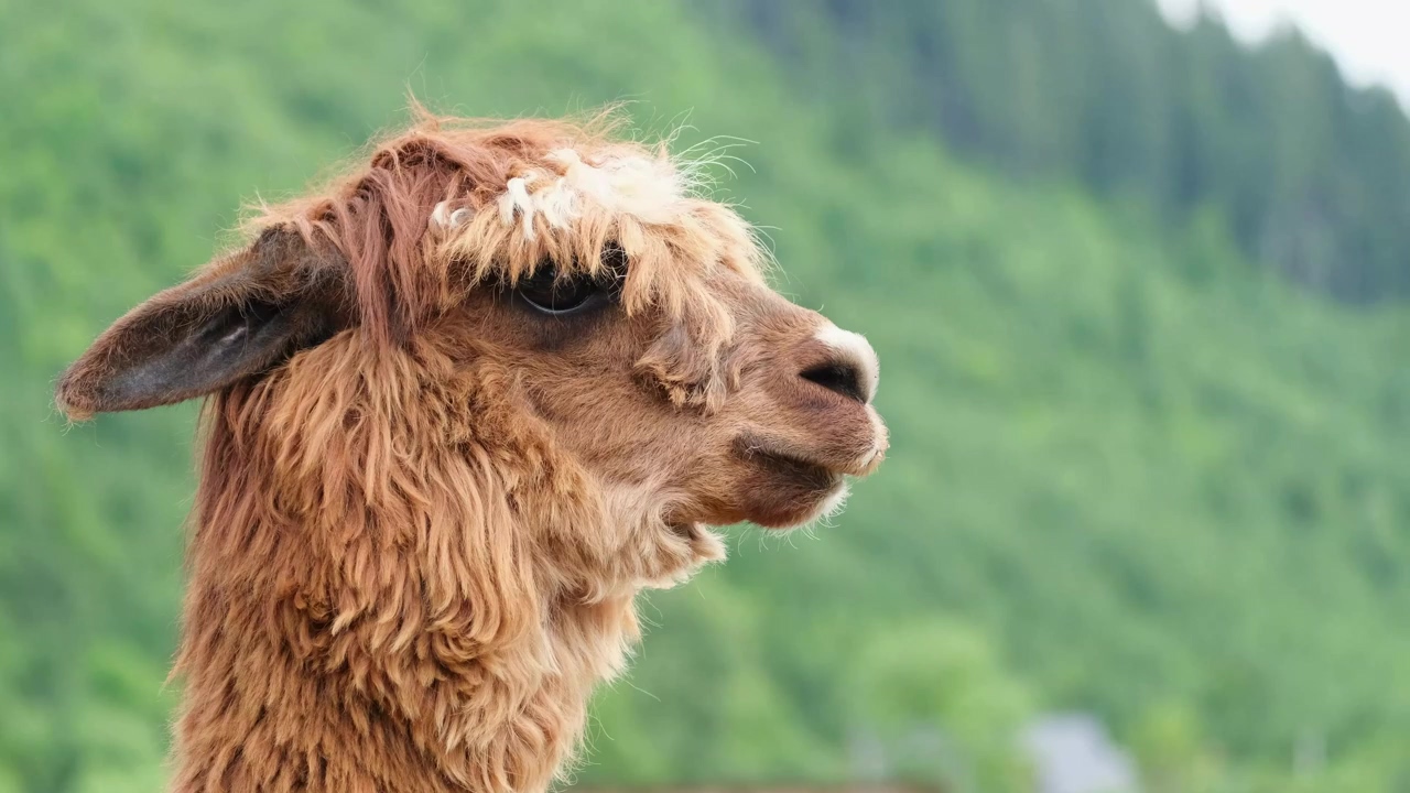 Brown alpaca with mountains in the background, nature, animal, background, mountains, brown, and alpaca