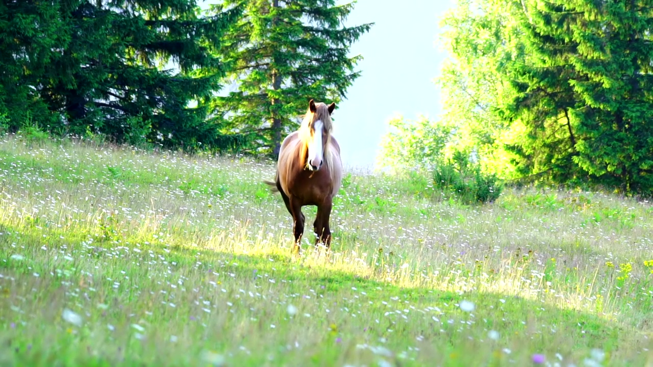Brown horse on a wildflower meadow, forest, mountain, animal, wildlife, meadow, and horse