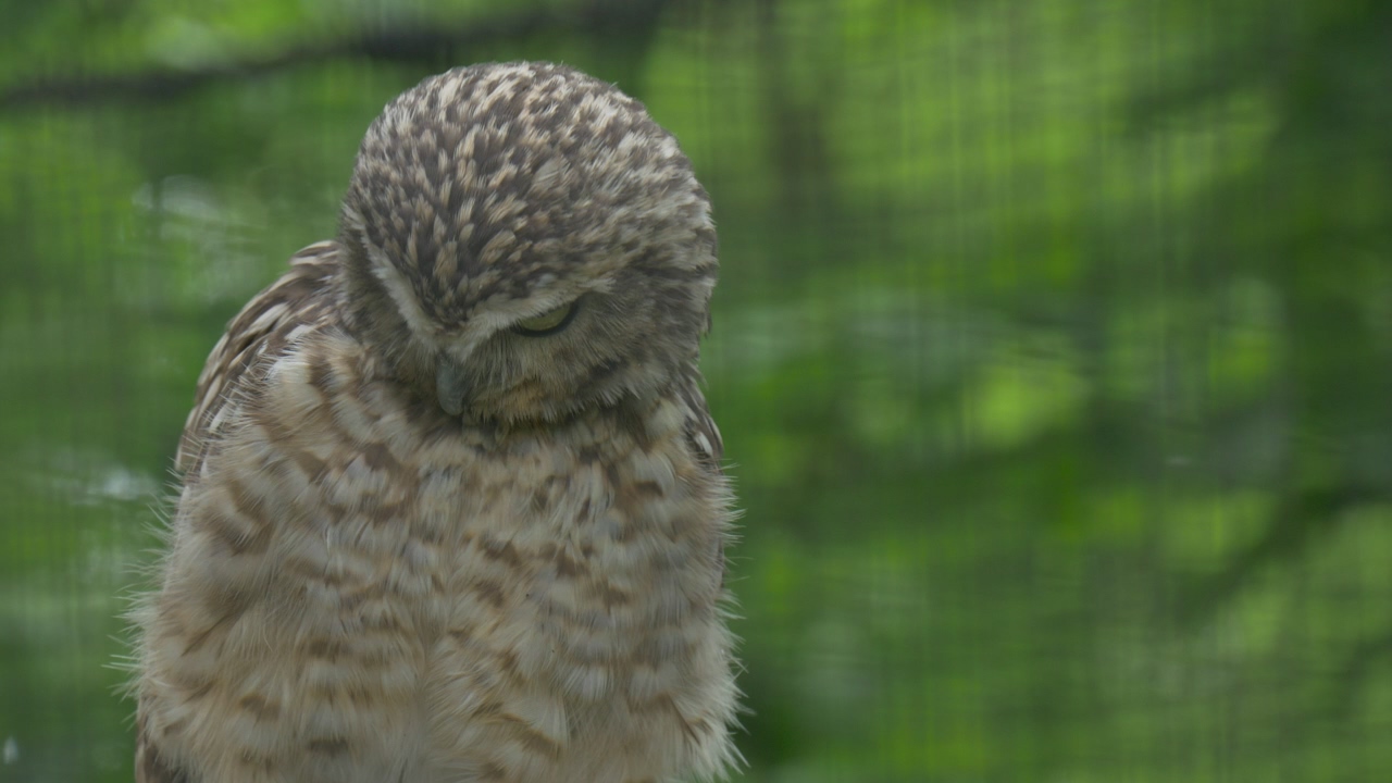 Brown owl looking around #animal #bird #zoo #owl