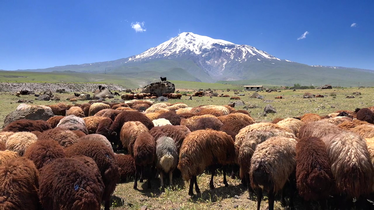 Brown sheep herd with a snowy mountain in the background, animal, snow, wildlife, and sheep