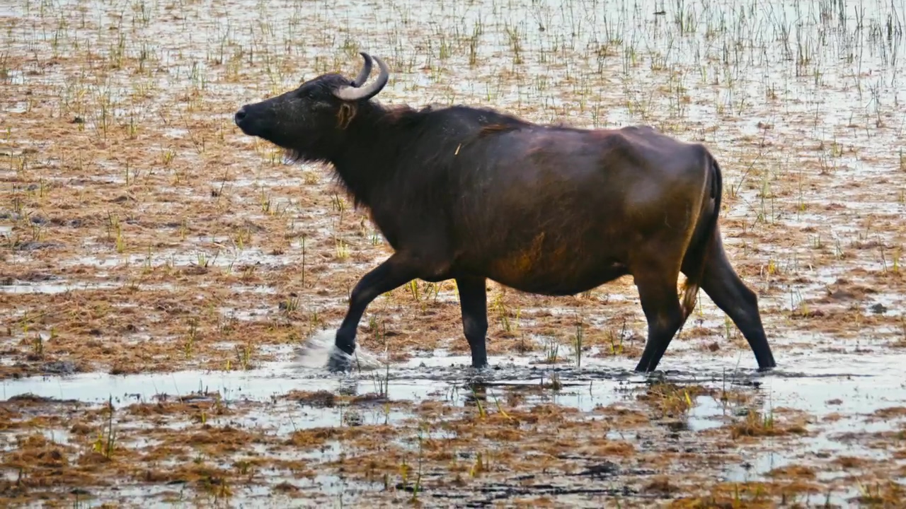 Buffalo at its natural environment, animal, wildlife, natural, wild animals, and buffalo