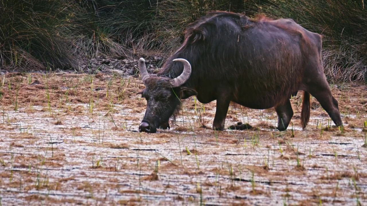 Buffalo in its natural environment in a swamp, nature, outdoor, wildlife, africa, wild animals, african animals, and buffalo