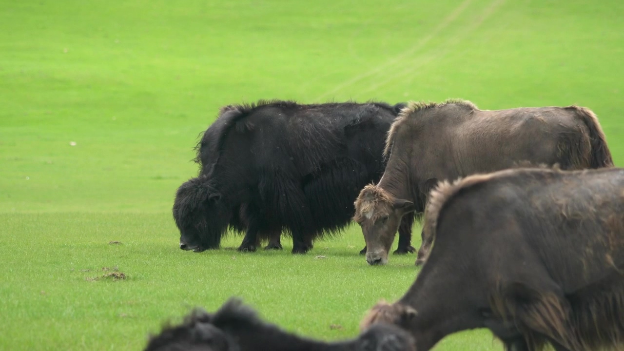 Buffalos grazing in a green valley, animal, wildlife, grass, eating, and valley