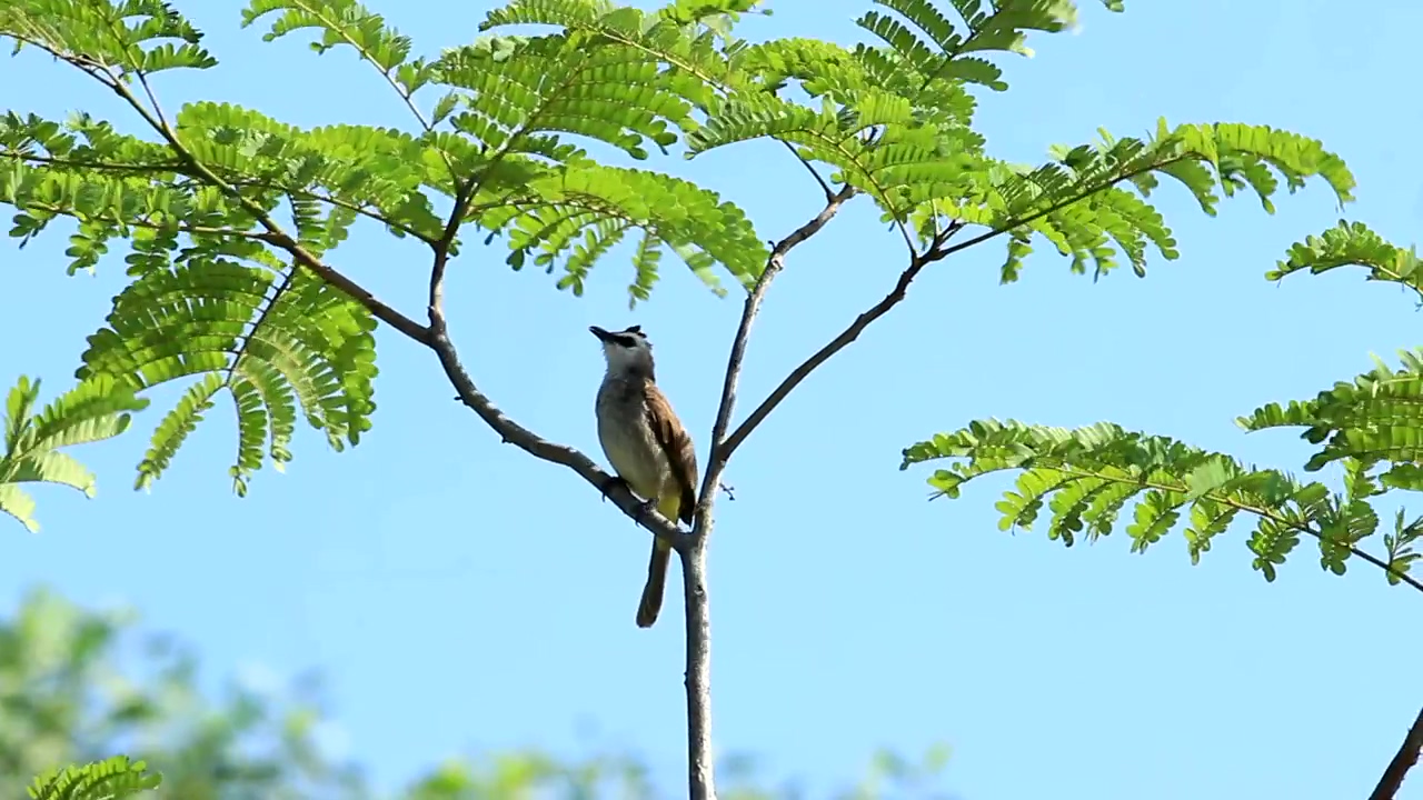 Bulbul swaying in a tree, bird, summer, and breeze