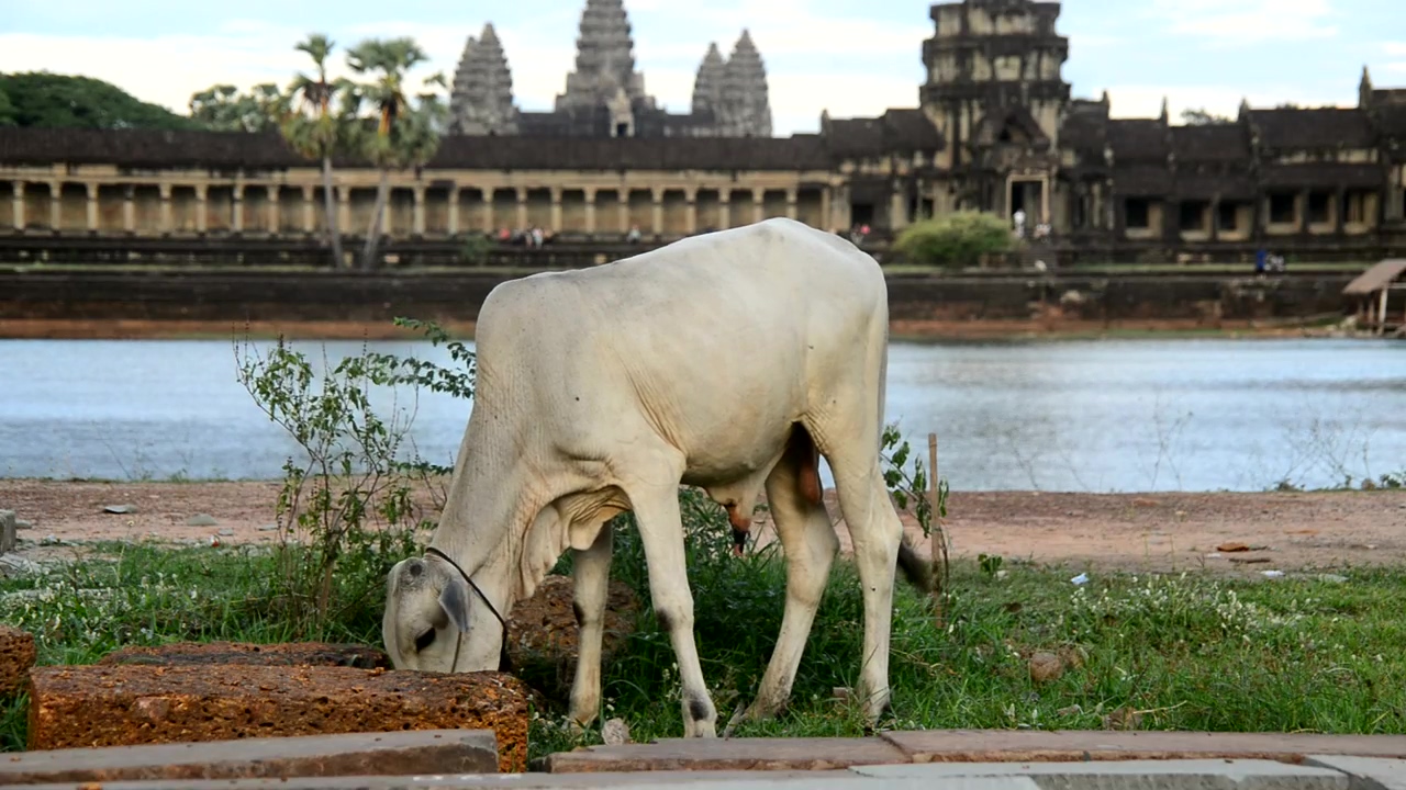 Bull eating in front of a temple in cambodia, animal, asia, eating, cow, and bull