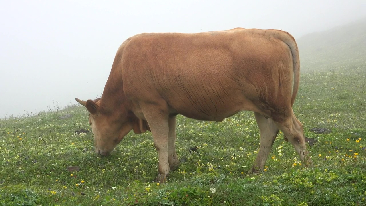 Bull grazing in a valley with fog, grass, agriculture, eating, meat, valley, cow, and cattle