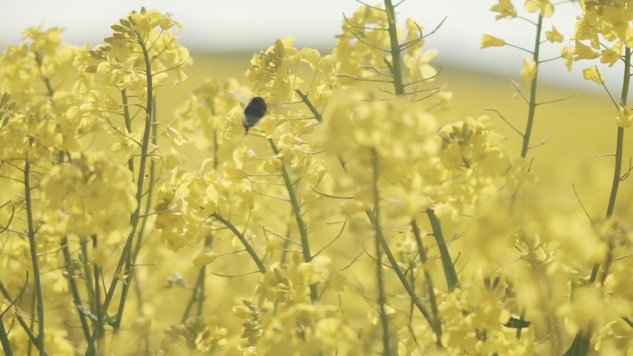 Bumblebee landing on a crop field, flower, field, and bee