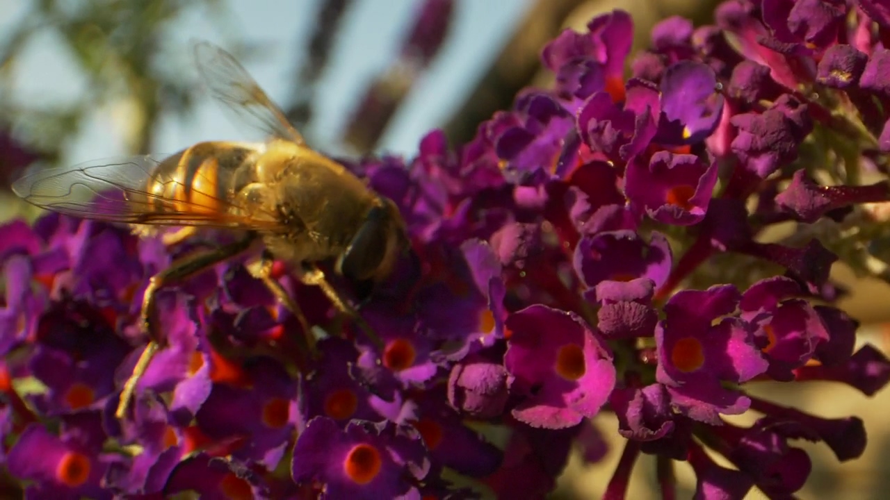 Bumblebee on a purple flower, flower, plant, and bee