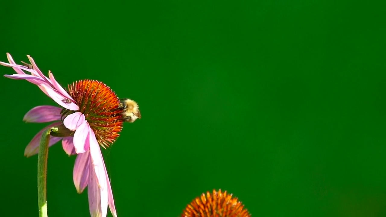 Bumblebee standing over a pink flower #flower #green #pink #bee