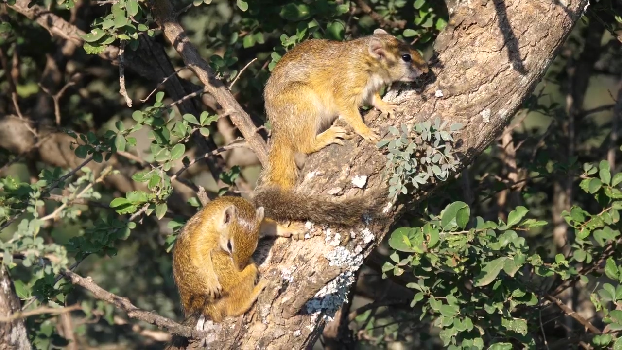 Bush squirrels in a tree #animal #wildlife #tree #squirrel