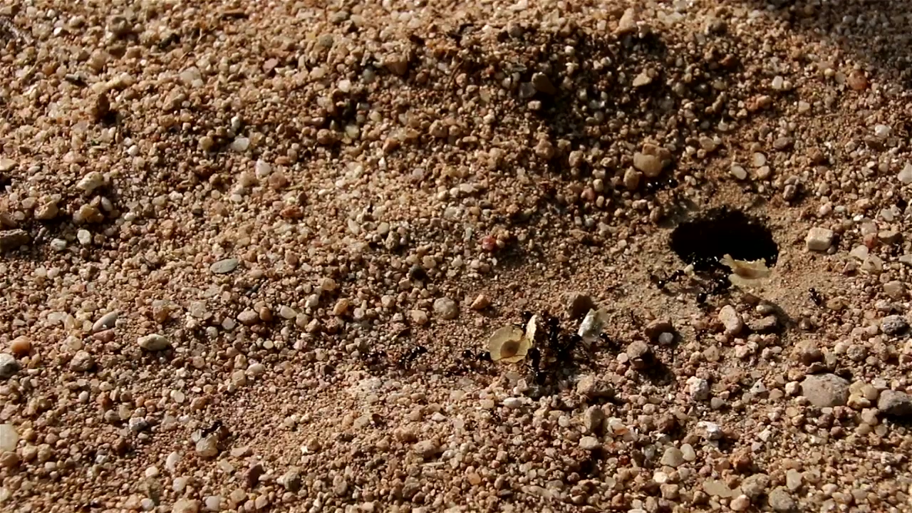 Busy ant colony carrying food into an ant nest, insect, ants, insects, and creature